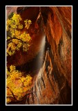 A Gift of Nature's Beauty