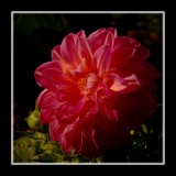 The Passion of Color and Form