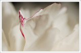 Macro Photography