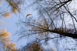Flying Visit
