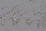 Avocet - Kluut-Recurvirostra avosetta