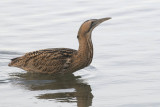Great Bittern - Roerdomp - Botaurus stellaris