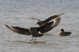  Great Skua  [Stercorarius skua]