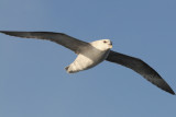  Northern Fulmar.