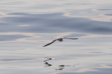 Northern Fulmar.