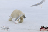 Polar Bear - IJsbeer