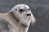 Bearded Seal - Baardrob