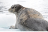 Bearded Seal - Baardrob