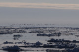   Birdmigration.