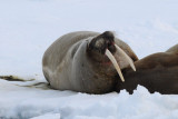 Walruss - Walrus