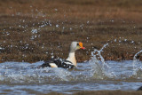 King eider.