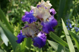 Blue and white Iris