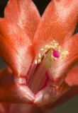 red Zygo Cactus