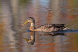 Mallard juv.jpg