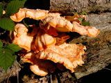 Chicken of the Woods 1