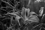 Lily in the grass