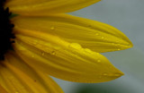 Petals & Rain