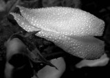 Drizzle #3