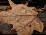 DSCN1141.JPG