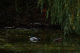 DSCF4782.jpg