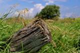 Fence post