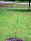 buddleia alternifolia.jpg