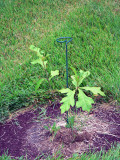 oak seedling.jpg