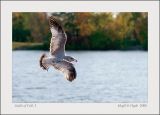 Gulls of Fall  .1