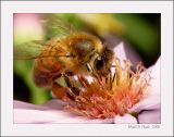 Bee 22022