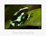 Green Poison Dart Frog.jpg