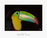 Keel Bill Toucan.jpg