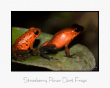 Strawberry Poison Dart Frogs.jpg