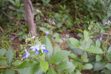 Hong Kong 香港 - 香港動植物公園