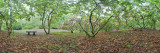 Rhododendrons in the rain