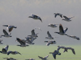 Red-necked Goose (Branta ruficollis)