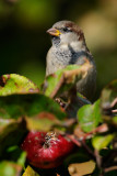 Grsparv - House Sparrow