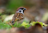 European Tree Sparrow - Pilfink
