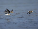 Curlew Sandpipers