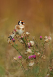 Steglits - European Goldfinch