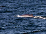 Bar Harbor - Whale