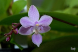 Phalaenopsis equestris rosea leucaspis