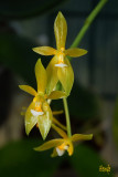 Phalaenopsis cornu-cervi flava