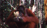 Orang Utans 