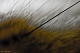 The cats whisker