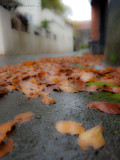 Fallen leaves