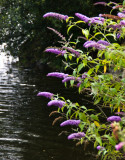 Buddleia