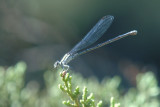 712BoerneNABA2008 005.JPG