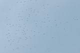 926CorpusBirds926 017.JPG