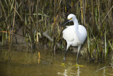 in the reeds