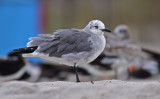 Laughing Gull / Sotvingad ms (Larus atricilla)